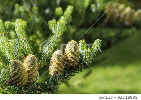A branch of Korean fir with cones in the garden on a blurred background A branch of Korean fir with cones in the garden on a blurred background 92219988