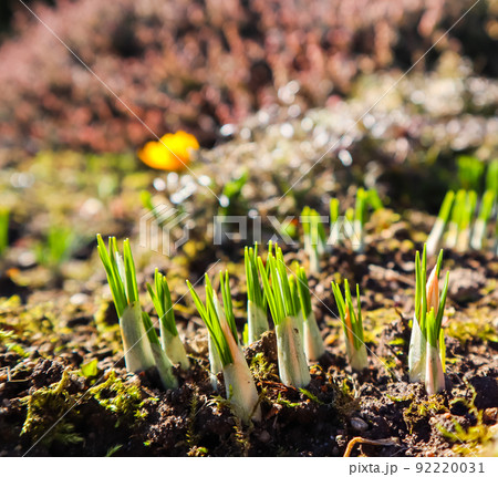 Spring is coming. The first yellow crocuses in my garden on a sunny day 92220031