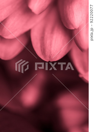 Retro art, vintage card and botanical concept - Abstract floral background, pink chrysanthemum flower. Macro flowers backdrop for holiday brand design 92220077