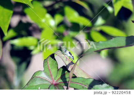 モミジアオイの葉に留まるラミーカミキリ 92220458