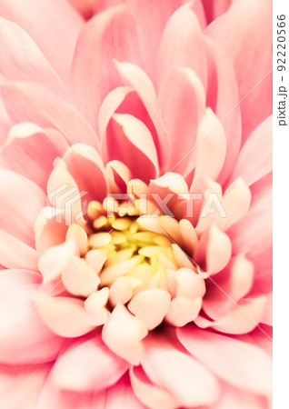 Retro art, vintage card and botanical concept - Abstract floral background, pink chrysanthemum flower. Macro flowers backdrop for holiday brand design 92220566