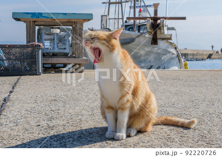 相島の猫 相島の猫 92220726