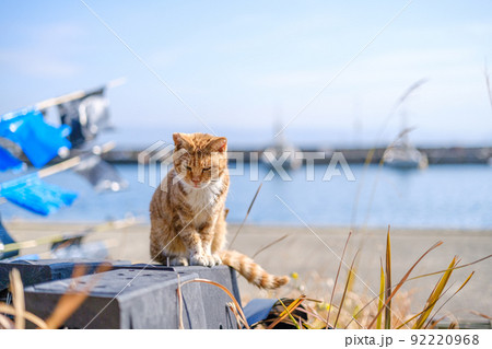 相島の猫 相島の猫 92220968
