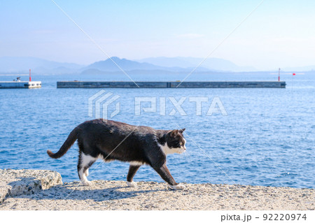 相島の猫 相島の猫 92220974