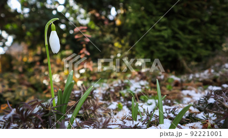 The first snowdrop (Galanthus nivalis) from under the snow in the garden on a spring sunny day. 92221001