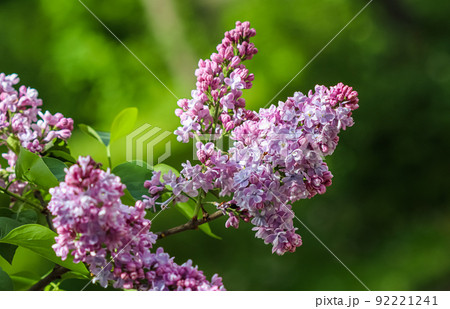 Blooming branch purple terry Lilac flower. Macro flowers backdrop, floral background 92221241