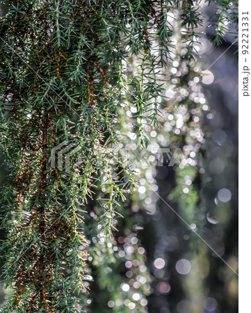 Closeup Blue leaves of evergreen coniferous tree Juniperus communis Horstmann after the rain. Extreme bokeh with light reflection. Macro photography, selective focus, blurred nature background 92221331