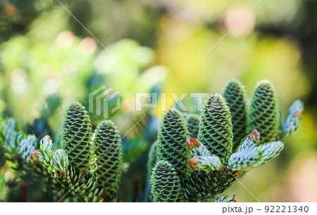 A branch of Korean fir with young cones in a spring garden A branch of Korean fir with young cones in a spring garden 92221340