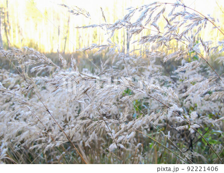 Silvery spikelets of plants in the autumn forest 92221406
