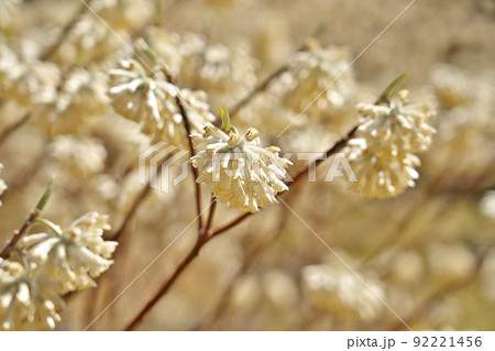 【ミツマタの花】 92221456