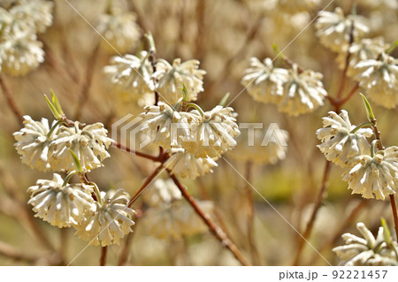 【ミツマタの花】 92221457