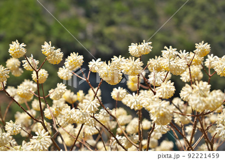 【ミツマタの花】 92221459