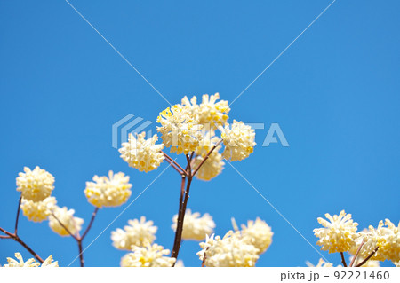 【ミツマタの花】 92221460