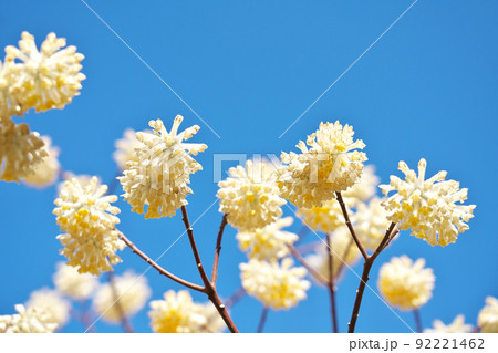 【ミツマタの花】 92221462