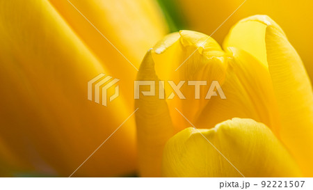 Abstract floral background, yellow tulip flower. Macro flowers backdrop for holiday brand design. Botanical concept 92221507