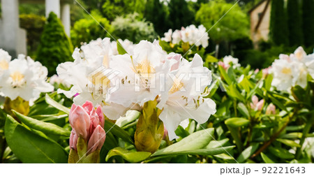 Blooming beautiful Rhododendron flower 'White Cunningham' in the spring garden Blooming beautiful Rhododendron flower 'White Cunningham' in the spring garden 92221643