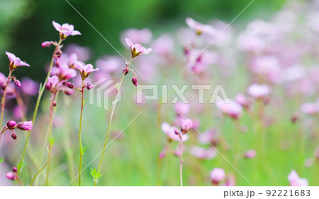 Delicate white pink flowers of Saxifrage moss in spring garden. Floral background 92221683