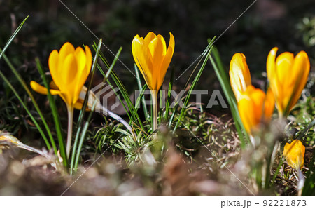 The first yellow crocuses in the spring garden. Botanical concept 92221873