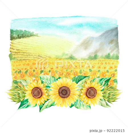 Sunflower field and a flower arrangement. Watercolor illustration. Isolated on a white background. Sunflower field and a flower arrangement. Watercolor illustration. Isolated on a white background. 92222015