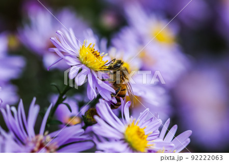 Beautiful blue flowers Sapphire Mist.Aster with a bee in autumn garden 92222063