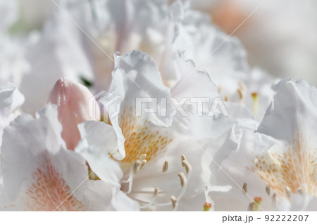 Botanical concept - Soft focus, abstract floral background, white Rhododendron flower petals. Macro flowers backdrop for holiday brand design Botanical concept - Soft focus, abstract floral background, white Rhododendron flower petals. Macro flowers backdrop for holiday brand design 92222207