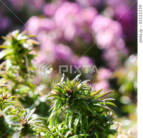 Green background of long spreading stems, foliage and buds of Creeping Phlox flowers in the garden. Nature background, botanical concept Green background of long spreading stems, foliage and buds of Creeping Phlox flowers in the garden. Nature background, botanical concept 92222239