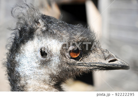 Emu with amber eyes looking somewhere 92222295