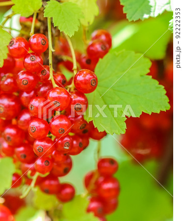Bunches of red currants on the branches of a bush in the garden. Harvesting concept 92222353