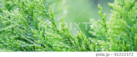 Closeup green leaves of evergreen coniferous tree Lawson Cypress or Chamaecyparis lawsoniana after the rain. Extreme bokeh with light reflection. Macro photography, selective focus, blurred background 92222372