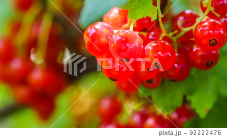 Bunches of red currants on the branches of a bush in sunlight. Harvest concept 92222476