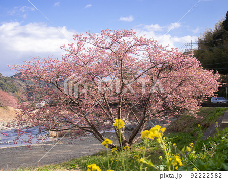 伊豆の河津桜風景 92222582