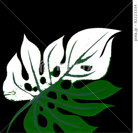 モンステラ 斑入り CGイラスト1 92223334