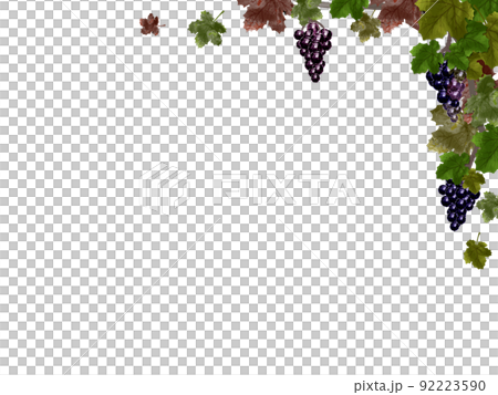 Grape frame - Stock Illustration [92223590] - PIXTA