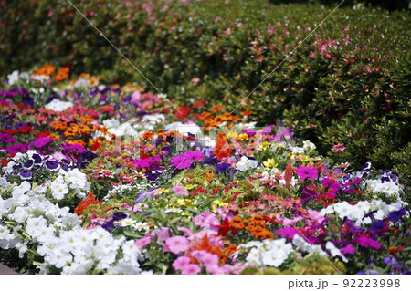 久留米市 文化センター 花壇、 久留米市 文化センター 花壇、 92223998