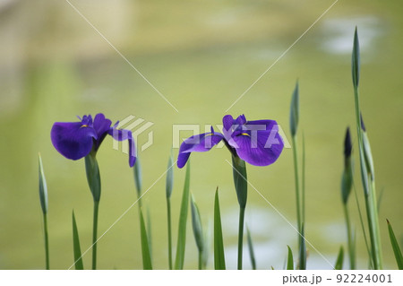 久留米市 文化センター アヤメ、 久留米市 文化センター アヤメ、 92224001