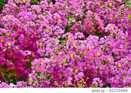 サルスベリの花 サルスベリの花 92224066