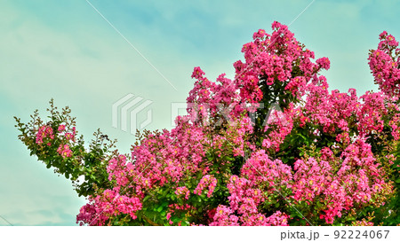 サルスベリの花 サルスベリの花 92224067