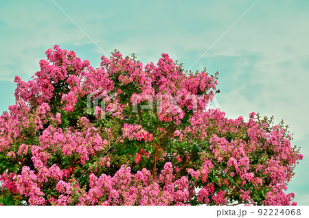 サルスベリの花 サルスベリの花 92224068