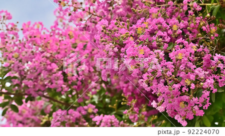 サルスベリの花 サルスベリの花 92224070