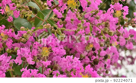 サルスベリの花 サルスベリの花 92224071