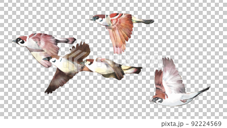 Sparrow 92224569