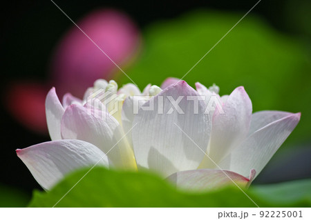 蓮の花 蓮の花 92225001