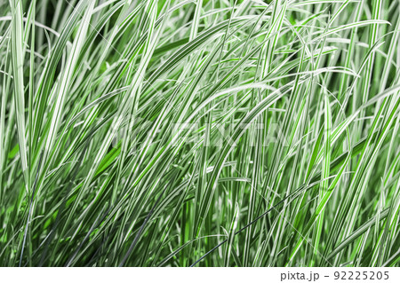 Decorative green and white striped grass. Arrhenatherum elatius bulbosum variegatum. Soft focus. Natural background. Decorative green and white striped grass. Arrhenatherum elatius bulbosum variegatum. Soft focus. Natural background. 92225205