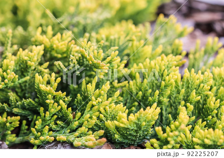 Evergreen coniferous branches of Juniperus horizontalis Golden Carpet, Creeping Juniper against the background of bark Evergreen coniferous branches of Juniperus horizontalis Golden Carpet, Creeping Juniper against the background of bark 92225207