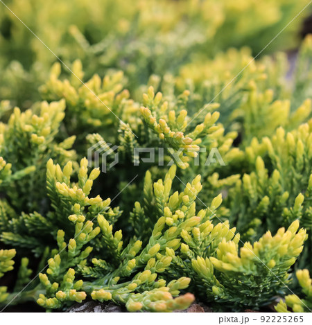 Evergreen coniferous branches of Juniperus horizontalis Golden Carpet, Creeping Juniper against the background of bark Evergreen coniferous branches of Juniperus horizontalis Golden Carpet, Creeping Juniper against the background of bark 92225265