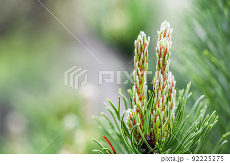 Green pine branch with young shoots in spring. Natural background 92225275