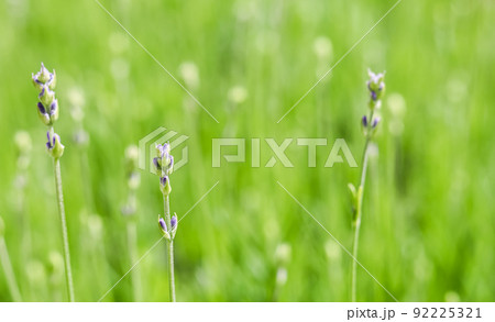 Soft focus on beautiful lavender buds in summer garden Soft focus on beautiful lavender buds in summer garden 92225321