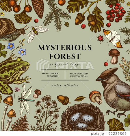 Mysterious forest hand drawn illustration design. Background with retro waxwing, snail, nest, pool frog, moss, spruce branch, pine cones, chamomile, mushrooms, insect, porcini, red currant, oak 92225365