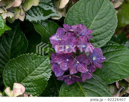 アンティークカラーに変化する前の紫陽花（あじさい、アジサイ） 92226407