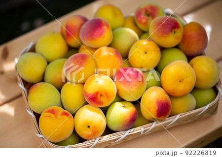 南高梅　梅 92226819